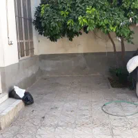 زمین-کشاورزی-5-هکتاری-در-شهرستان-جم