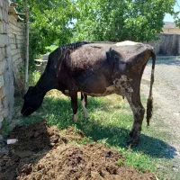 گاو گوشتی