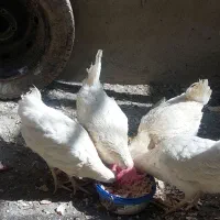 مرغ لگهورن