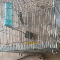 سهره|پرنده|گلستان (تهران), |دیوار