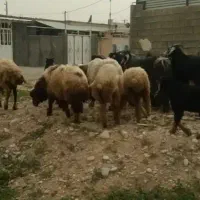 میش و بره