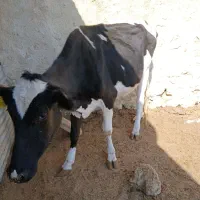 گاوشیری نژاد اصیل|حیوانات مزرعه|مسجد سلیمان, |دیوار