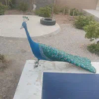 طاووس