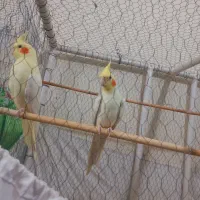 جفت عروس هلندی مولد