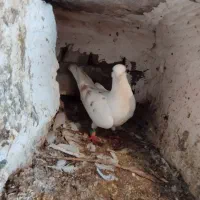 کبوتر|پرنده|بروجرد, |دیوار