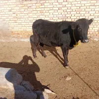 دوتا گوساله نر ویک ماده|حیوانات مزرعه|ایجرود, |دیوار