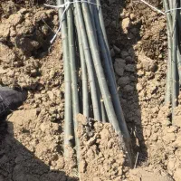 نهال صنوبر بهترین انتخاب برای زراعت چوب|خدمات باغبانی و درختکاری|شوط, |دیوار