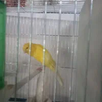 رسمی بلند جوجه و بالغ