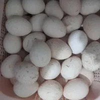 تخم بوقلمون بوربون و برنز