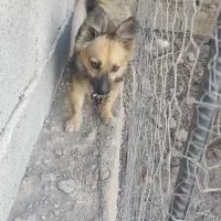 واگذاری سگ اشپیتس|سگ|جیرفت, |دیوار