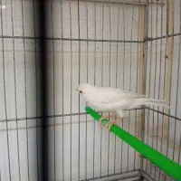 جفت قناری|پرنده|بیرجند, |دیوار