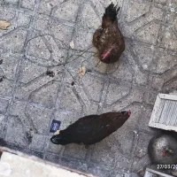 دو عدد خروس