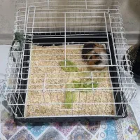 خوکچه هندی با قفس