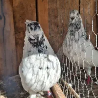 ۱۵ عدد کبوتر یکجا دونه ای ۳۵۰|پرنده|تهران, امیریه|دیوار