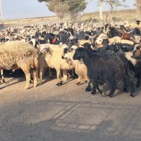 فروش میش داشتی  معاوضه با سواری یا نقدی|حیوانات مزرعه|برخوار, |دیوار