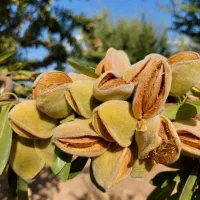 باغبانی وباغبان با سابقه ۱۸سال نقد واقساط