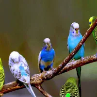 ی جفت مرغ عشق مولد