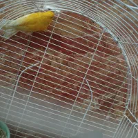 قناری به شرط تخم