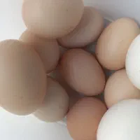 تخم مرغ محلی