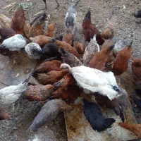 حدود۵۰تامرغ محلی