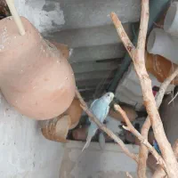 ۵۰ تا مرغ عشق رنگ خاص
