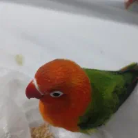 مرغ مینا