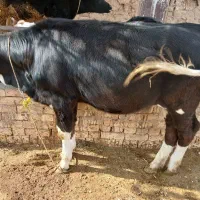 دو عدد گوساله ماده چاق چاق