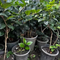 گل یاس گلدانی