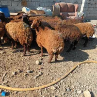 توغلی و شیشک