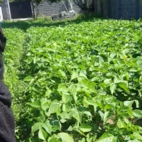 106-متر-دو-بر-زمین-رشت-جاده-پیربازار-فخب