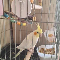 طوطی عروس هلندی