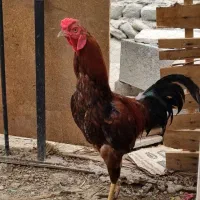خروس