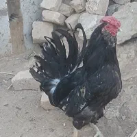 خروس گلین