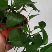 گیاه طبیعی|گل و گیاه طبیعی|بهبهان, |دیوار