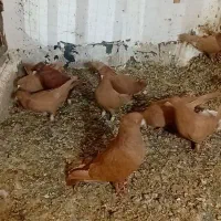 کبوتر زرد سرخ|پرنده|نیشابور, بنیاد شهید|دیوار