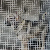 واگذاری سگ عراقی