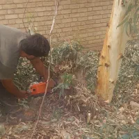 هرس درختاتن خطرناک