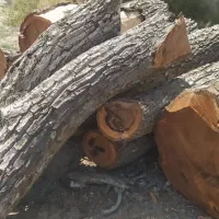 خرید و فروش انواع چوب با بهترین قیمت