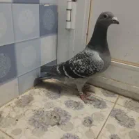 کبوتر|حیوانات|زاهدان, |دیوار