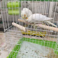 عروس هلندی لوتینو|پرنده|نهاوند, |دیوار