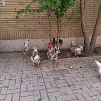 تخم مرغ نطفه دار گلین وسلطان