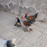 مرغ برهما. خروس گردن لخت دورگه|حیوانات مزرعه|قم, امامزاده ابراهیم|دیوار