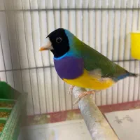 فنچ گلدین نر|پرنده|قزوین, |دیوار