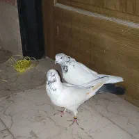 کفتر کله دم سیاه پرشی