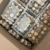 تخم مرغ محلی|خوردنی و آشامیدنی|اصفهان, آزادان|دیوار