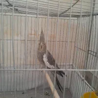 عروس هلندی