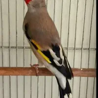 سهره نر