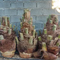 قطع نخل در باغ برای پیل|خدمات باغبانی و درختکاری|جنت, |دیوار