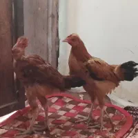 سلام جوجه شوربه ای چاغ|حیوانات مزرعه|کرباسک, |دیوار