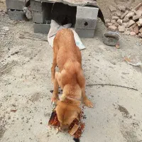 سگ ماده کم شده